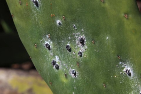 (Opuntia) plantations for the breeding of the cochineal scale insect, near Guatiza, Lanzarote,