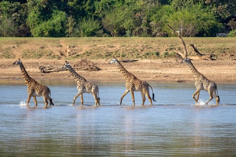 Rhodesian giraffe