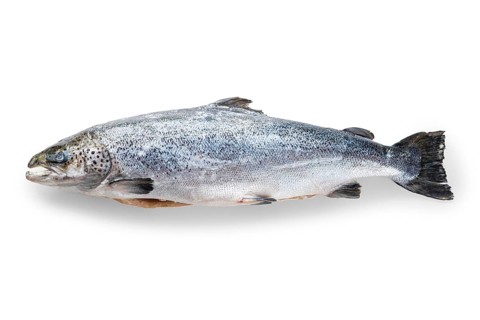Whole raw unpeeled salmon isolated on white