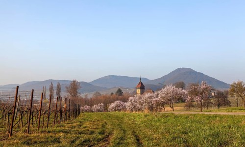 Almond tree