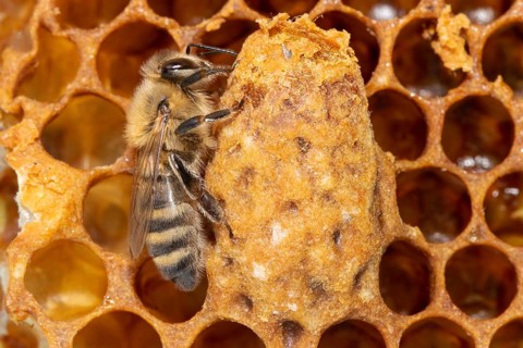 Honey bee sitting on comb next to queen cell seen on right side
