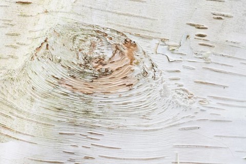 Himalayan birch