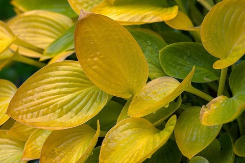 Autumn coloured leaves of a hosta