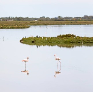 Flamingos
