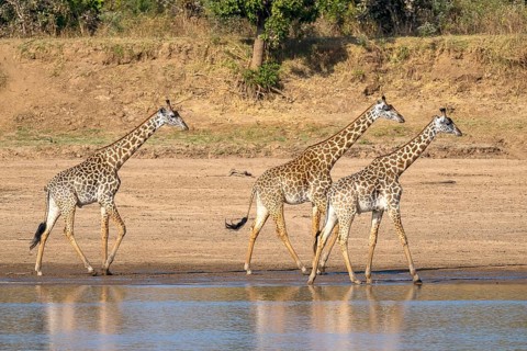 Rhodesian giraffe