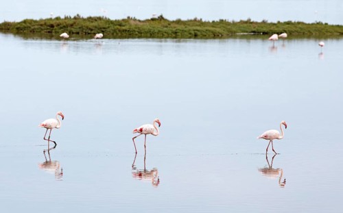Flamingos