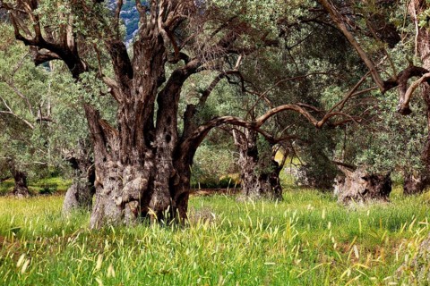 Old olive trees with thick trunks