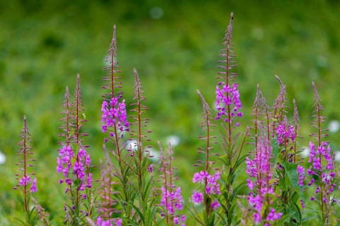 Blooming sally