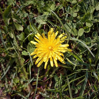 Dandelion blossom in a meadow