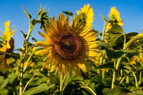 Field of sun flowers