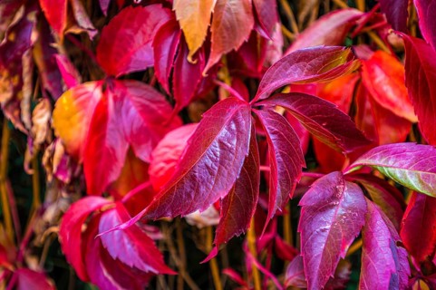 The virginia creeper