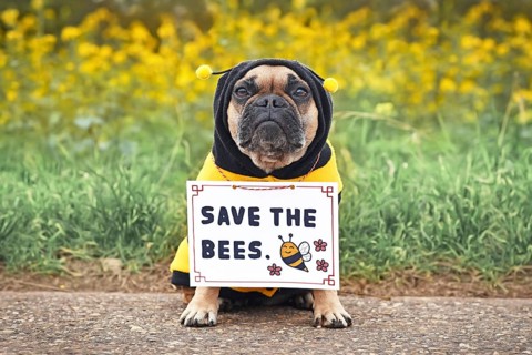 Cute French Bulldog dog wearing bee costume with demonstration sign saying 'Save the bees'