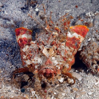 Frontal close-up of filament-finned stinger