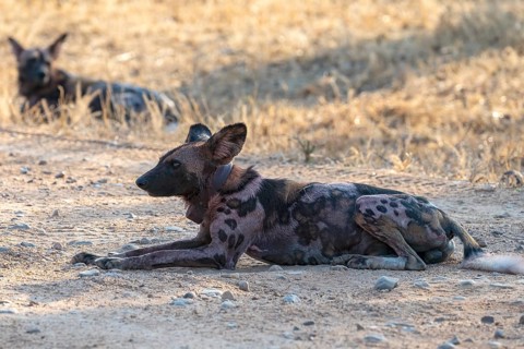 African wild dog