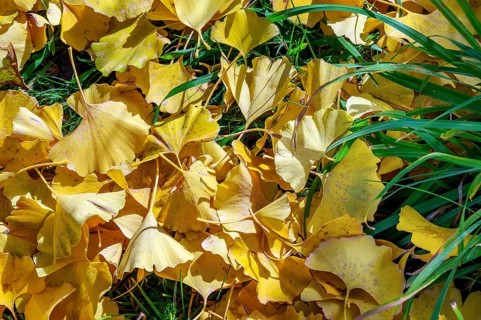Autumn ginkgo