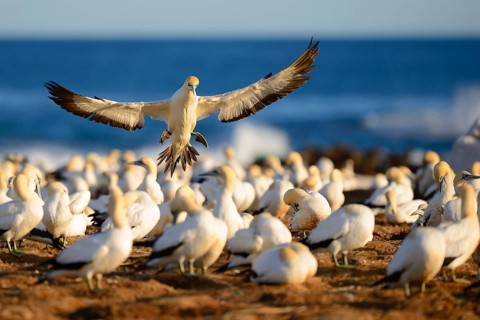 Cape gannet