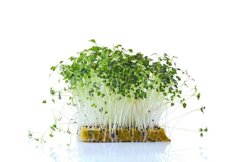 Fresh microgreens. Sprouts of mizuna isolated on white background