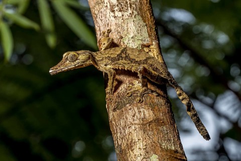 Giant flat-tailed gecko