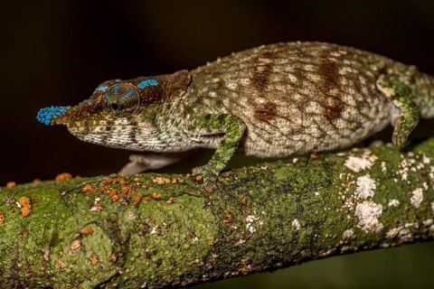 Blue-nosed Chameleon