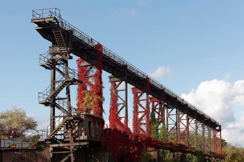 Wild grapevine in autumn colours growing on steel structure