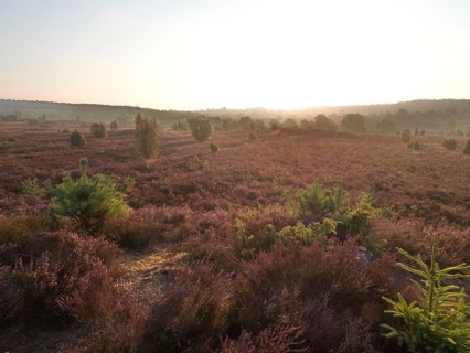 Heath blossom in the Lueneburg Heath nature park Park. The landscape in the heath nature reserves blossoms in purple to violet hues in late summer. Fuerstengrab