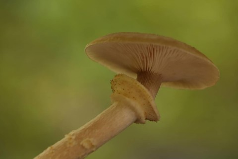 Honey fungus