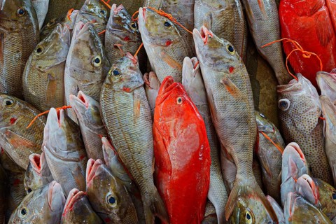 Freshly caught fish for sale
