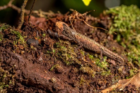 Marojejy Earth Chameleon