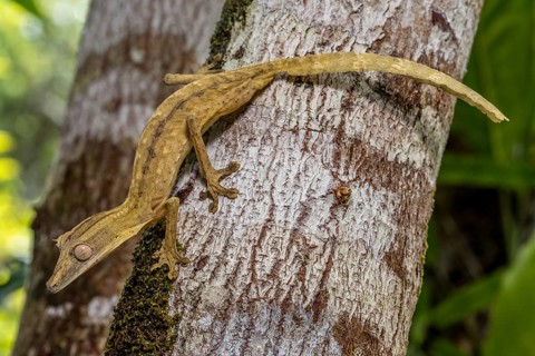 Striped lined leaf-tailed gecko