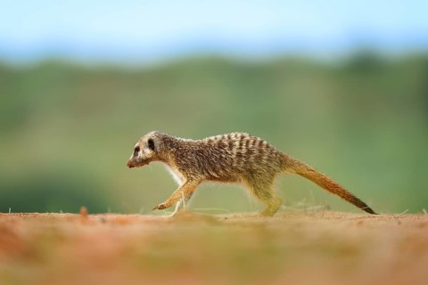 Meerkat