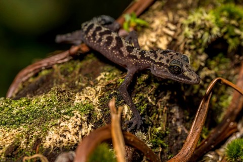 Graceful madagascar ground gecko