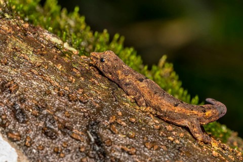 Small day gecko
