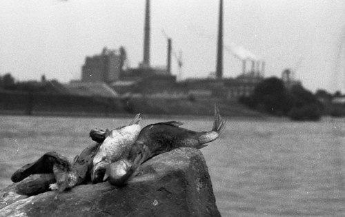 The poison accident on the Rhine