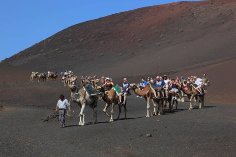 Dromedary Riding for Tourists in Timanfaya National Park