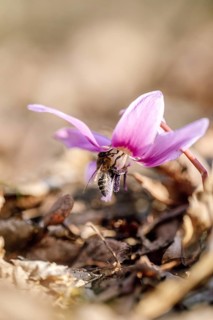 Flowering dog's tooth violet