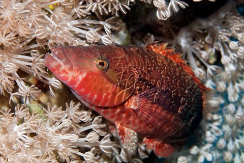 Cheek-lined wrasse