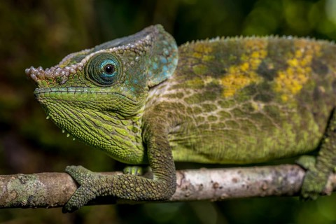 Malthes elephant-eared chameleon