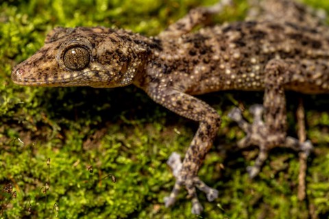 Big-headed gecko