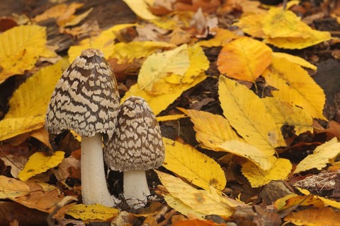 Coprinopsis picacea