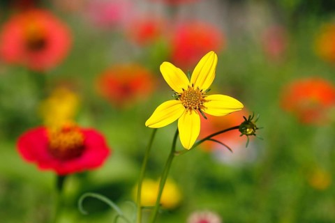 Bur-marigold