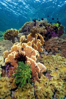 Intact coral reef with bennett's feather star