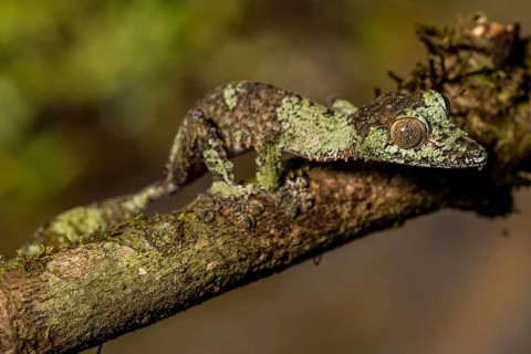 Mossy leaf-tailed gecko