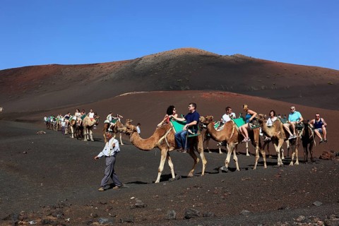 Dromedary Riding for Tourists in Timanfaya National Park