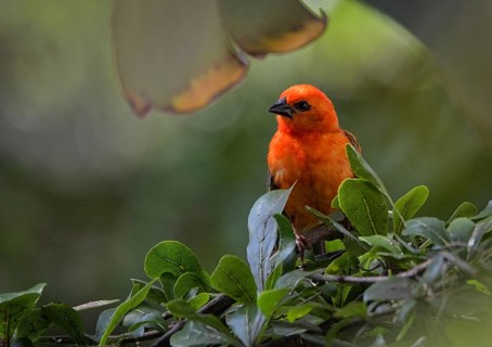 Madagascar red fody