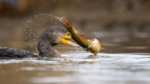 Great cormorant