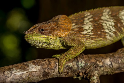 Amber Mountain amber chamaeleon