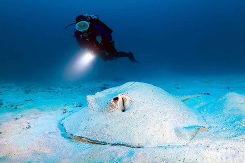 Diver with a torch observes hogfish