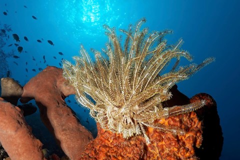 Feather star