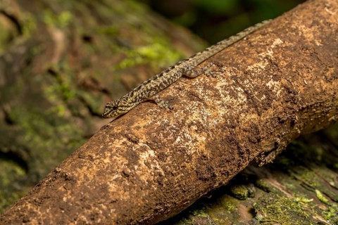 Day gecko
