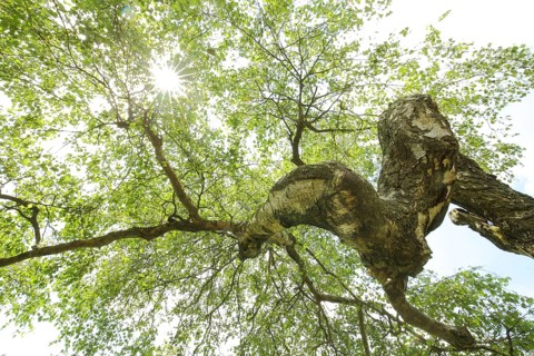 Sunbeams through hanging birch